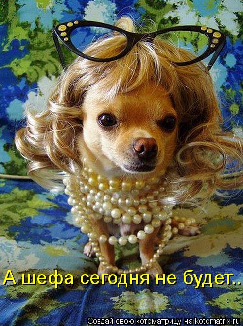 А шефа сегодня не будет...... Котоматрица: А шефа сегодня не будет...
