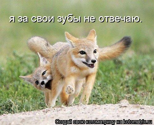 я за свои зубы не отвечаю.... Котоматрица: я за свои зубы не отвечаю.