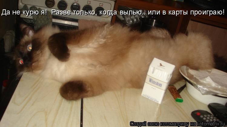 Да не курю я! Разве только, когда выпью.. или в карты проиграю!... Котоматрица: Да не курю я! Разве только, когда выпью.. или в карты проиграю!