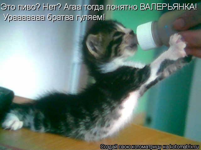 Это пиво? Нет? Агаа тогда понятно ВАЛЕРЬЯНКА! Урааааааа братва гуляем!... Котоматрица: Это пиво? Нет? Агаа тогда понятно ВАЛЕРЬЯНКА! Урааааааа братва гуляем!