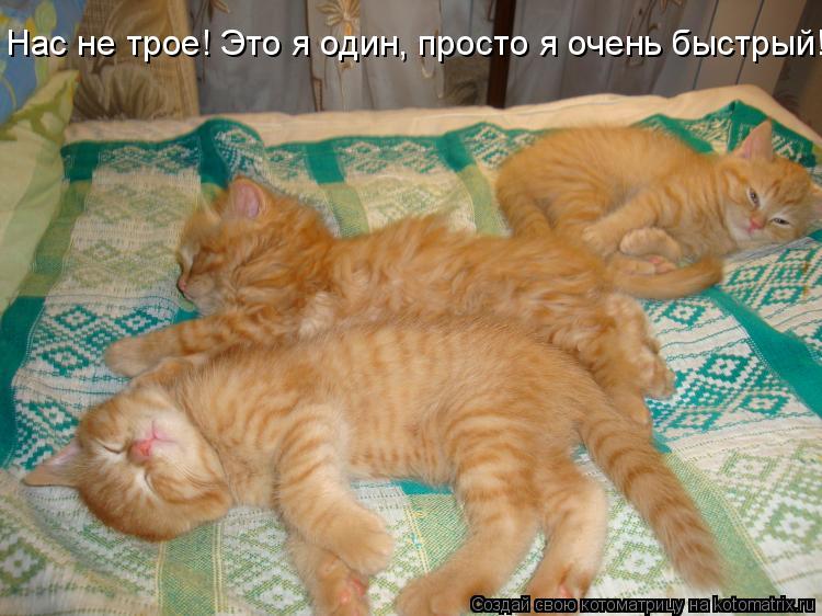 Нас не трое! Это я один, просто я очень быстрый!... Котоматрица: Нас не трое! Это я один, просто я очень быстрый!