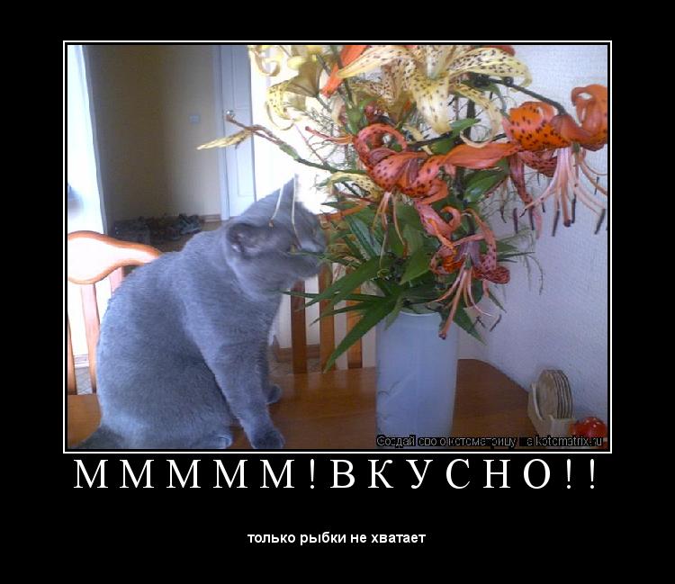 М М М М М ! В К У С Н О ! ! ... Котоматрица: М М М М М ! В К У С Н О ! !