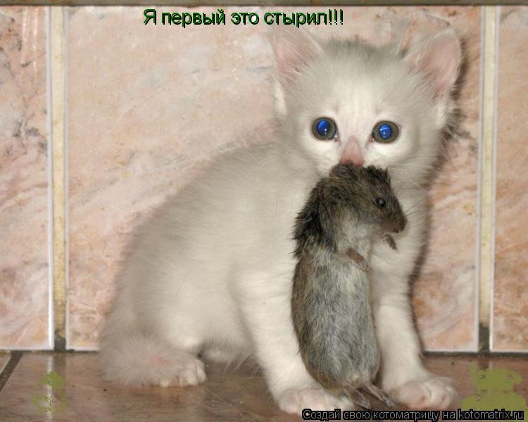 Я первый это стырил!!!... Котоматрица: Я первый это стырил!!!