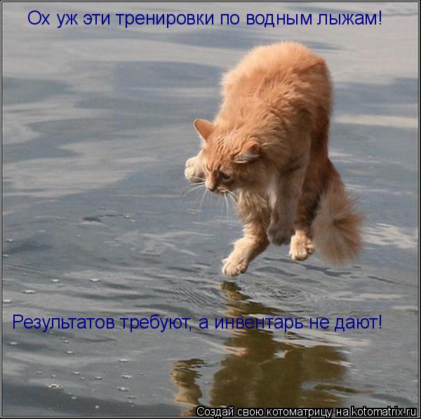 Котоматрица: Ох уж эти тренировки по водным лыжам! Результатов требуют, а инвентарь не дают!