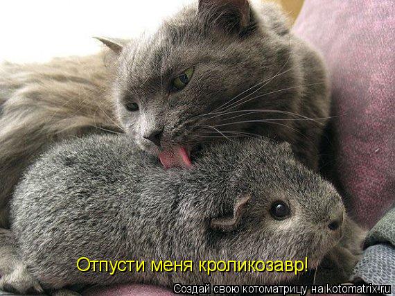 Отпусти меня кроликозавр!... Котоматрица: Отпусти меня кроликозавр!