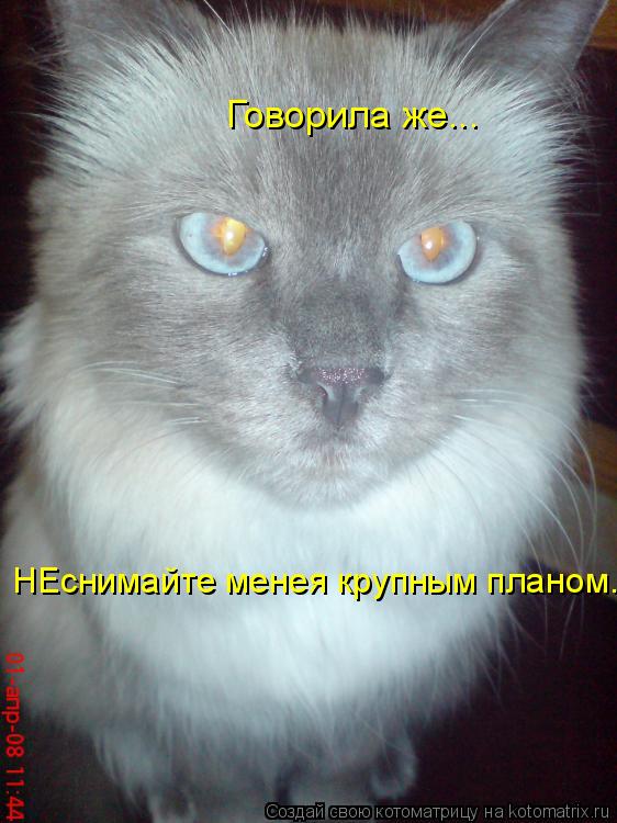Говорила же... НЕснимайте менея крупным планом.... Котоматрица: Говорила же... НЕснимайте менея крупным планом.
