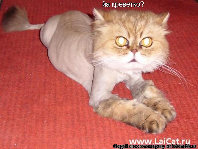 Котоматрица: йа креветко?