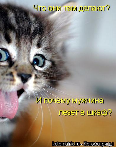 Котоматрица: Что они там делают? И почему мужчина  лезет в шкаф?