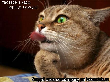 Котоматрица: так тебе и надо, курица, помада!