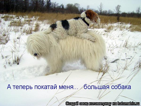 А теперь покатай меня... большая собака... Котоматрица: А теперь покатай меня... большая собака