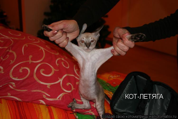 Котоматрица: КОТ-ЛЕТЯГА