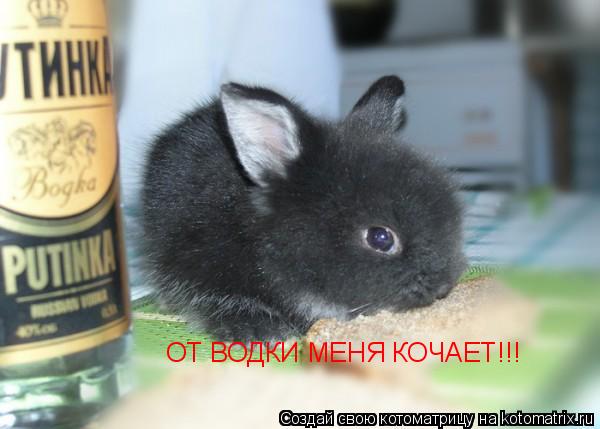 Котоматрица: ОТ ВОДКИ МЕНЯ КОЧАЕТ!!!