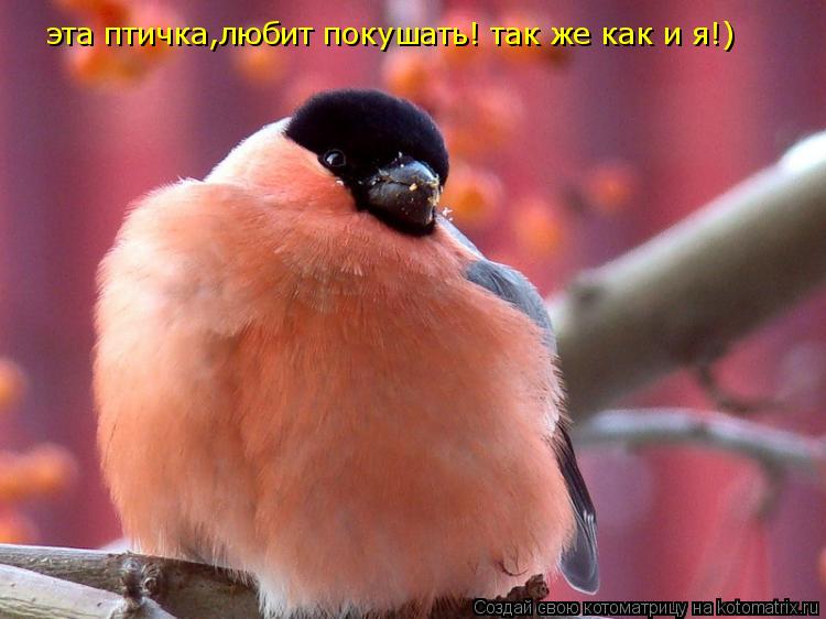 Котоматрица: эта птичка,любит покушать! так же как и я!)