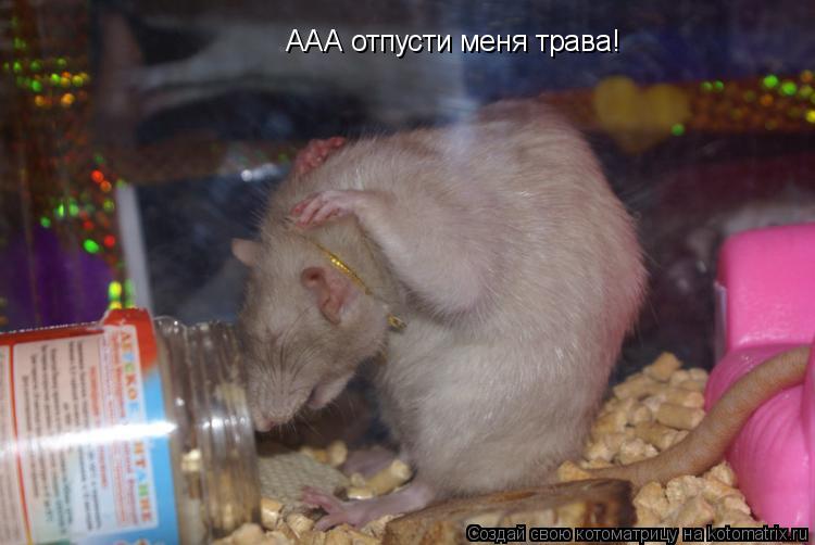 ААА отпусти меня трава!... Котоматрица: ААА отпусти меня трава!