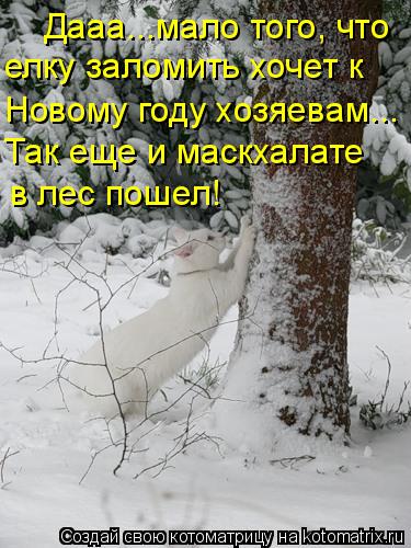 Котоматрица: Дааа...мало того, что елку заломить хочет к Новому году хозяевам... Так еще и маскхалате  в лес пошел!