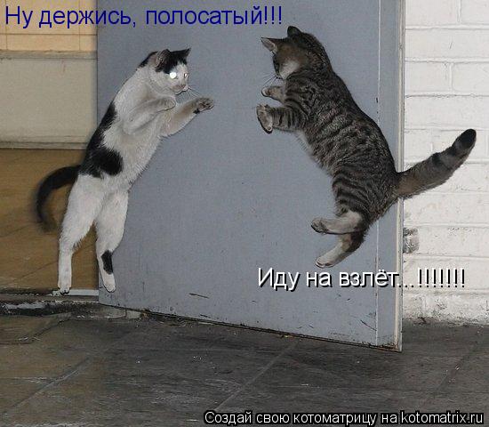 Ну держись, полосатый!!! Иду на взлёт...!!!!!!!... Котоматрица: Ну держись, полосатый!!! Иду на взлёт...!!!!!!!