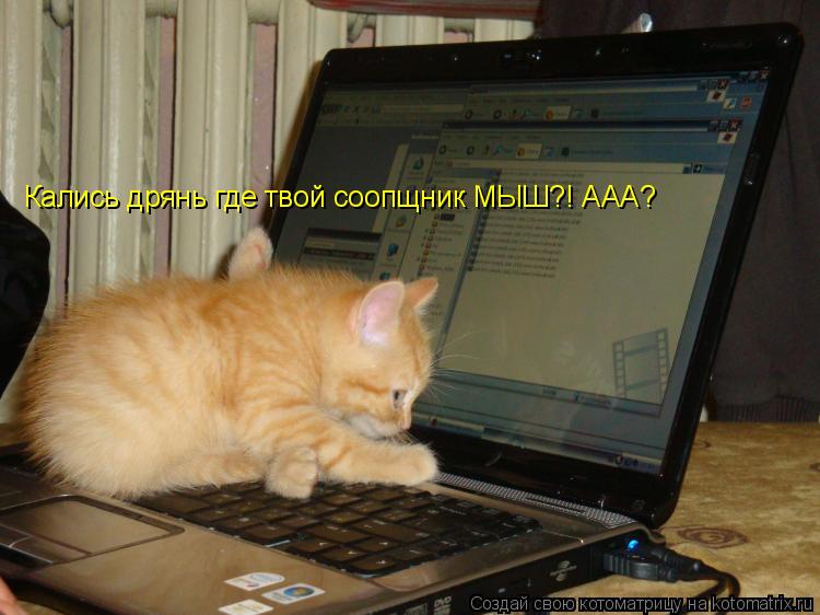 Кались дрянь где твой соопщник МЫШ?! ААА?... Котоматрица: Кались дрянь где твой соопщник МЫШ?! ААА?