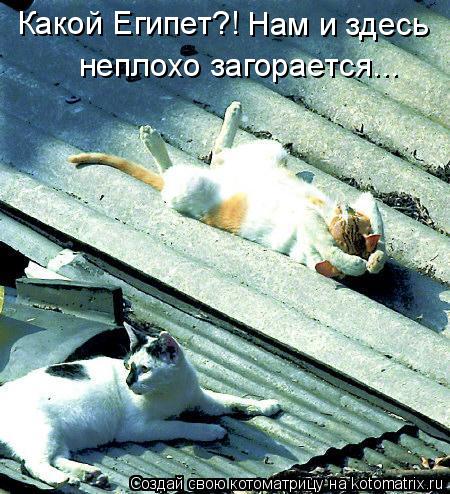Какой Египет?! Нам и здесь неплохо загорается...... Котоматрица: Какой Египет?! Нам и здесь неплохо загорается...