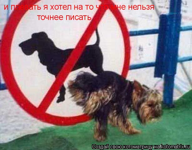 и плевать я хотел на то что мне нельзя точнее писать... Котоматрица: и плевать я хотел на то что мне нельзя точнее писать