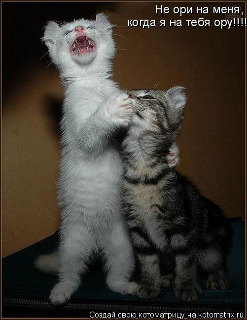 Не ори на меня, когда я на тебя ору!!!!!!!... Котоматрица: Не ори на меня, когда я на тебя ору!!!!!!!