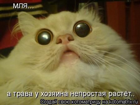 Котоматрица: мля... а трава у хозяина непростая растёт..