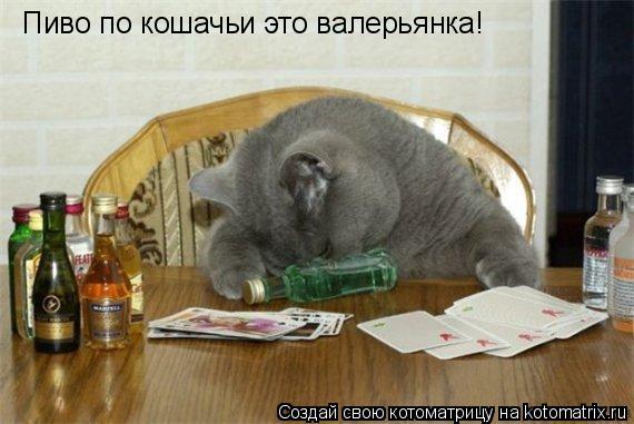 Пиво по кошачьи это валерьянка!... Котоматрица: Пиво по кошачьи это валерьянка!