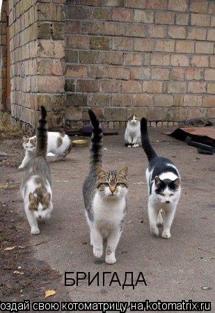 БРИГАДА... Котоматрица: БРИГАДА