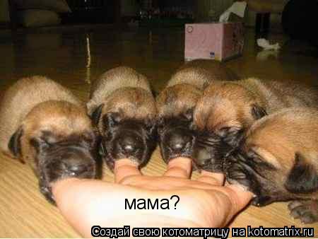 мама?... Котоматрица: мама?