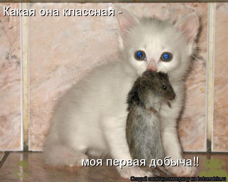 Какая она классная - моя первая добыча!!... Котоматрица: Какая она классная - моя первая добыча!!