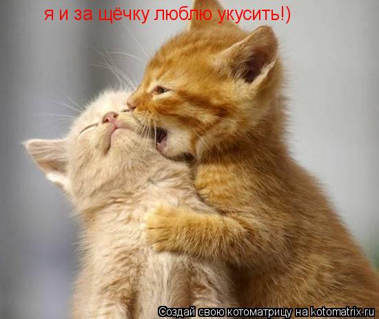Котоматрица: я и за щёчку люблю укусить!)