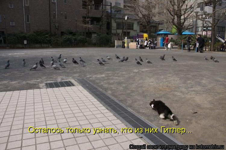 Котоматрица: Осталось только узнать, кто из них Гитлер...