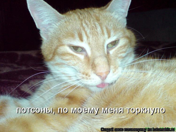 потсоны, по моему меня торкнуло потсоны, по моему меня торкнуло... Котоматрица: потсоны, по моему меня торкнуло потсоны, по моему меня торкнуло