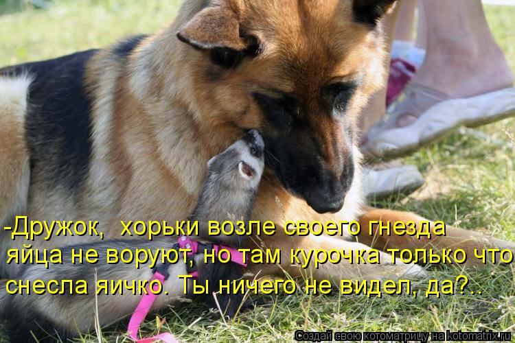 Котоматрица: -Дружок,  хорьки возле своего гнезда  яйца не воруют, но там курочка только что  снесла яичко. Ты ничего не видел, да?..