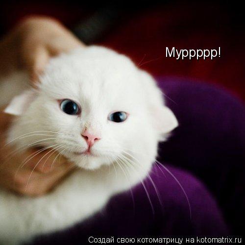 Котоматрица: Муррррр!