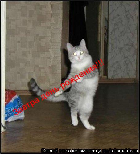 Завтра день рождения!!!... Котоматрица: Завтра день рождения!!!