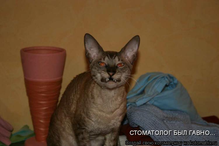 СТОМАТОЛОГ БЫЛ ГАВНО...... Котоматрица: СТОМАТОЛОГ БЫЛ ГАВНО...