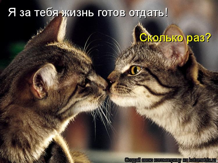 Котоматрица: Я за тебя жизнь готов отдать! Сколько раз?