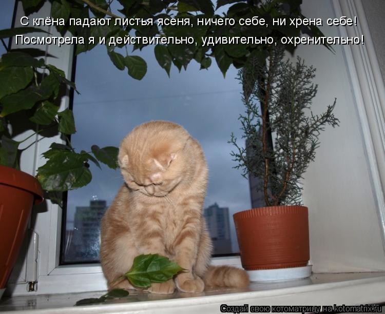 С клёна падают листья ясеня, ничего себе, ни хрена себе! Посмотрела я и действительно, удивительно, о... Котоматрица: С клёна падают листья ясеня, ничего себе, ни хрена себе! Посмотрела я и действительно, удивительно, охренительно!