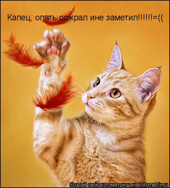 Котоматрица: Капец, опять сожрал ине заметил!!!!!!=((
