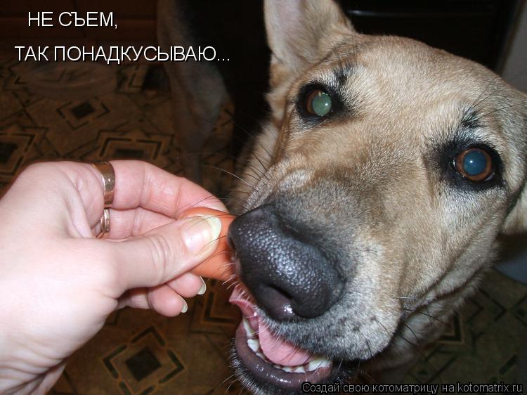 Котоматрица: НЕ СЪЕМ,  ТАК ПОНАДКУСЫВАЮ...