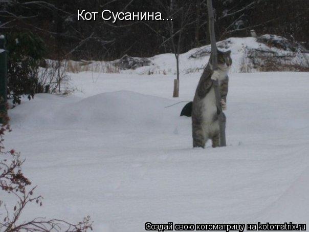 Кот Сусанина...... Котоматрица: Кот Сусанина...