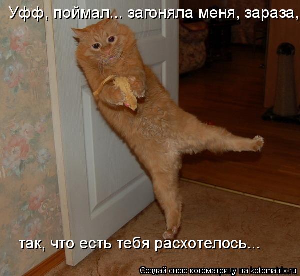 Уфф, поймал... загоняла меня, зараза, так, что есть тебя расхотелось...... Котоматрица: Уфф, поймал... загоняла меня, зараза, так, что есть тебя расхотелось...