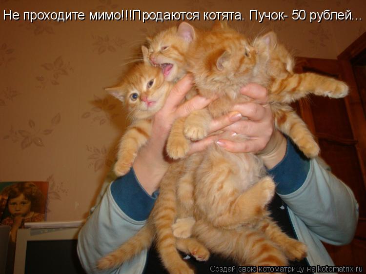 Котоматрица: Не проходите мимо!!!Продаются котята. Пучок- 50 рублей...