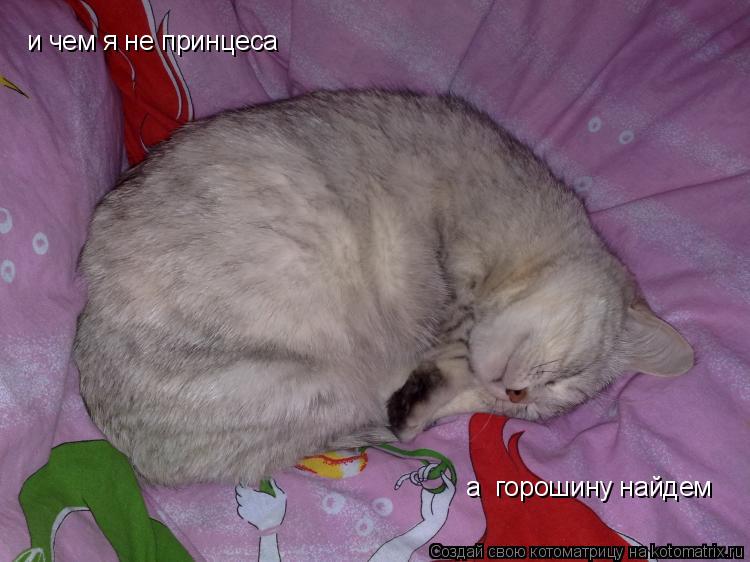 Котоматрица: и чем я не принцеса   а  горошину найдем
