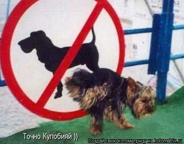 Точно Кулобияй ))... Котоматрица: Точно Кулобияй ))