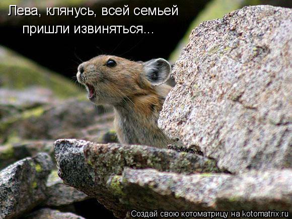 Котоматрица: Лева, клянусь, всей семьей  пришли извиняться...