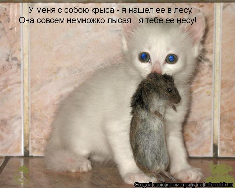 Котоматрица: У меня с собою крыса - я нашел ее в лесу. Она совсем немножко лысая - я тебе ее несу!