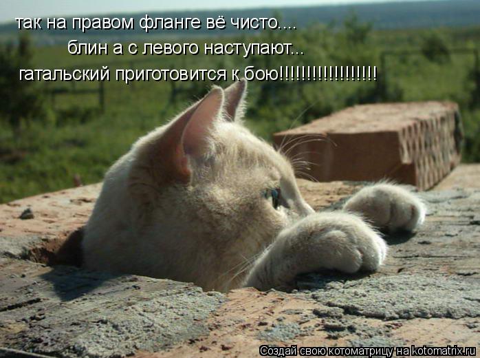 Котоматрица: так на правом фланге вё чисто.... блин а с левого наступают... гатальский приготовится к бою!!!!!!!!!!!!!!!!!!