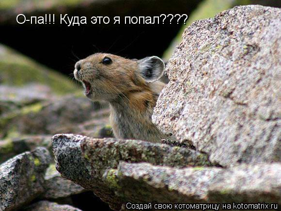 Котоматрица: О-па!!! Куда это я попал????