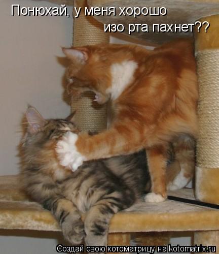 Понюхай, у меня хорошо изо рта пахнет??... Котоматрица: Понюхай, у меня хорошо изо рта пахнет??